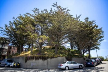 A tree.