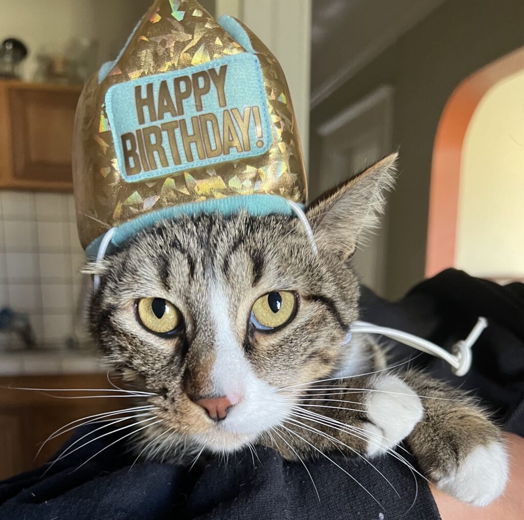 A cat.