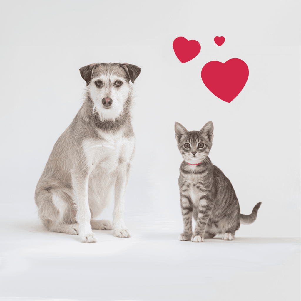 Cat and a dog.