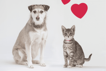 Cat and a dog.