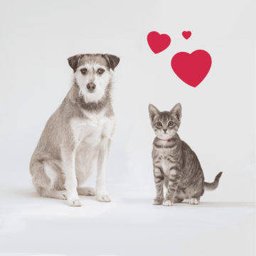Cat and a dog.
